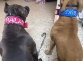 collares mascotas