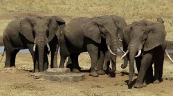La tecnología rescata cientos de elefantes en África