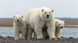 El cambio climático pone en jaque al oso polar