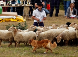 Barxeta acogerá el primer curso para perros pastores de la comarca