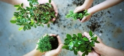 El Ayuntamiento de Benifaió celebrará el Día del Árbol impulsando entre los escolares el respeto  hacia el medio ambiente