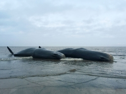 Oleada de ballenas muertas en el norte de Europa