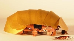 Robots inspirados en cucarachas, el futuro para los rescates