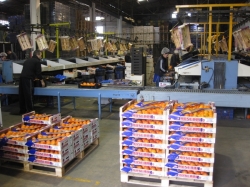 ¿Por qué hay tantos caquis en la frutería?