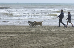 La ordenanza de playas cambia para permitir zonas para perros