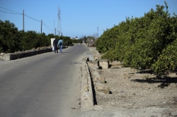 Los agricultores de la Safor venden la naranja por debajo de su precio por la escasa demanda