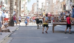 Tavernes suprime los bous al carrer y el tiro y arrastre y reduce las fiestas patronales