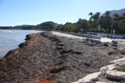 Una cooperativa de Valencia está interesada en convertir el alga de Dénia en licor de posidonia