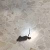 Ratas en los juzgados de Alzira
