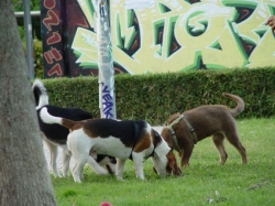 Alarma por la muerte de perros intoxicados en parques de Valencia
