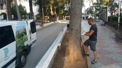 Alberic combate la procesionaria y el tomicus en los pinos con un mecanismo respetuoso con el medio ambiente