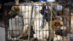 La ciudad china de Yulin inicia su polémico festival culinario de carne de perro
