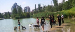 10 sitios a los que puedes ir con tu mascota en Valencia