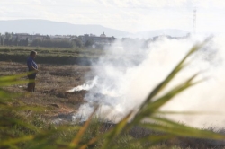 Cullera pide quemar la paja del arroz para evitar la muerte masiva de peces de l'Estany