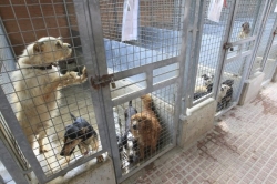 El tripartito quitará el refugio de perros a Modepran en plena polémica por su saturación