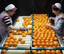 La cooperativa de Algemesí dará más de 1.400 empleos en las campañas de temporada
