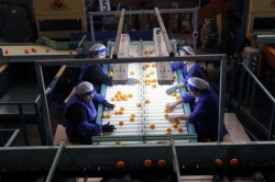 Bruselas elimina los aranceles con Sudáfrica y pone en jaque las naranjas valencianas