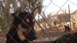 EL ICAV DEFIENDE QUE LAS LICITACIONES DE LOS SERVICIOS DE RECOGIDA DE ANIMALES DISPONGAN de personal E instalaciones adecuadas