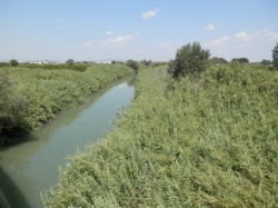 Alumnos de Alzira colaboran en la recuperación de la vegetación del río Júcar