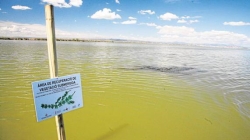 La Albufera de Valencia, al borde del colapso