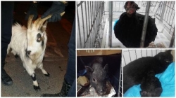 El abandono de animales exóticos y camadas de gatos satura la protectora de Paterna