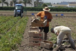 Bruselas no sabe cómo equilibrar la cadena agroalimentaria