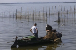 Pescadores de El Palmar impulsan la cría de lubinas para soltarlas en la Albufera