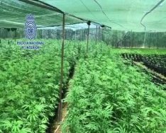 Desmantelan en Alzira una gran plantación de marihuana con 6.750 plantas