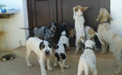 Las razas de perros más vulnerables a los golpes de calor y cómo actuar si ocurre