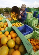 La crisis citrícola dispara las denuncias por impago y por incumplir contratos