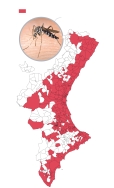 El mosquito tigre avanza sin control en la Comunitat Valenciana
