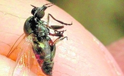 La plaga de mosca negra obliga a fumigar desde el aire 46 municipios de la Ribera