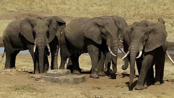La tecnología rescata cientos de elefantes en África