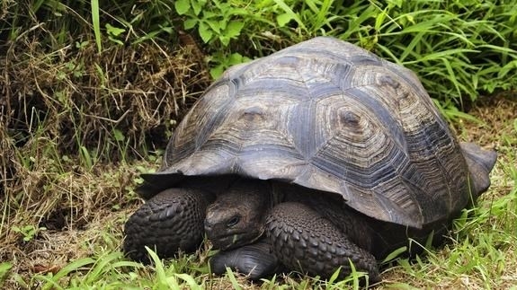Identifican una nueva especie de tortuga gigante en Galápagos