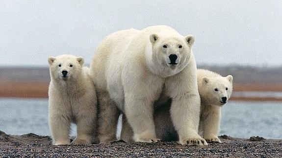 El cambio climático pone en jaque al oso polar