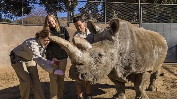 Muere el último rinoceronte blanco que vivía fuera de África
