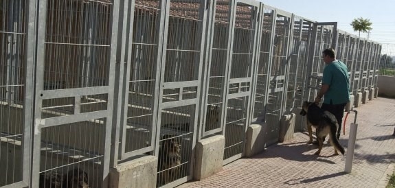 El abandono de perros y gatos se dispara y anula el aumento de adopciones