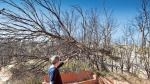 Árboles caídos y escombros bloquean montes de Valencia quemados hace dos años