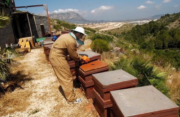 Más abejas en los cítricos