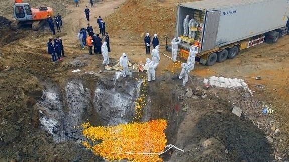 Naranjas a China con documentos falsificados
