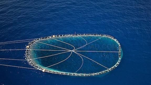 Prohibida la pesca de arrastre de fondo en varias zonas de la Comunitat