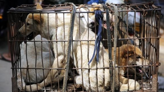 La ciudad china de Yulin inicia su polémico festival culinario de carne de perro