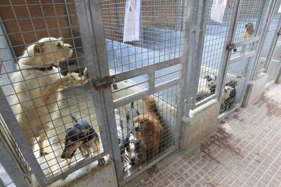 El tripartito quitará el refugio de perros a Modepran en plena polémica por su saturación