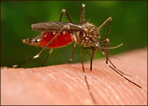 ¿Por qué nos pican los mosquitos?