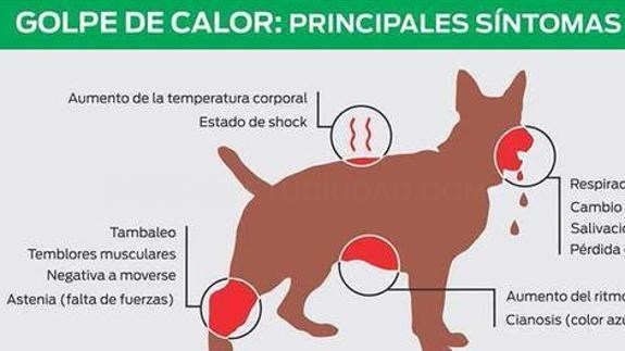 Estos son los síntomas de un golpe de calor en mascotas