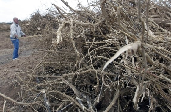 La sequía provoca unas pérdidas de 165 millones en el campo valenciano