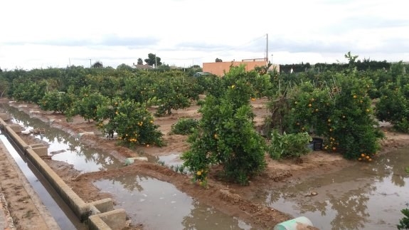 Cullera cortará caminos rurales hasta finales de abril para evitar los robos de naranjas