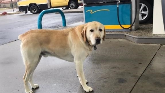 El sorprendente mensaje que escondía la placa de un perro perdido
