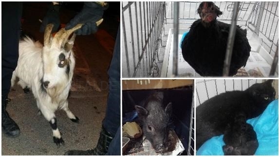 El abandono de animales exóticos y camadas de gatos satura la protectora de Paterna