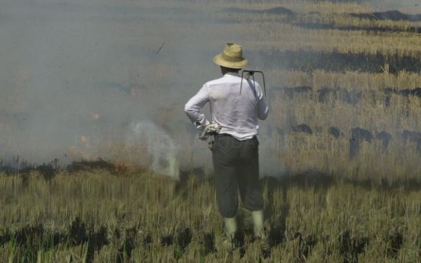 Los arroceros desobedecen al Consell y quemarán la paja del arroz sin permiso